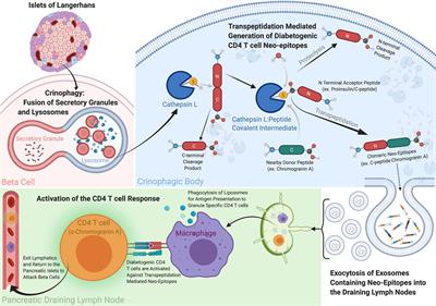 Hidden in Plain View: Discovery of Chimeric Diabetogenic CD4 T Cell Neo-Epitopes